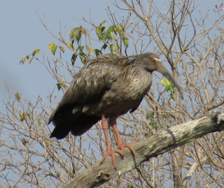 Plumbeous Ibis