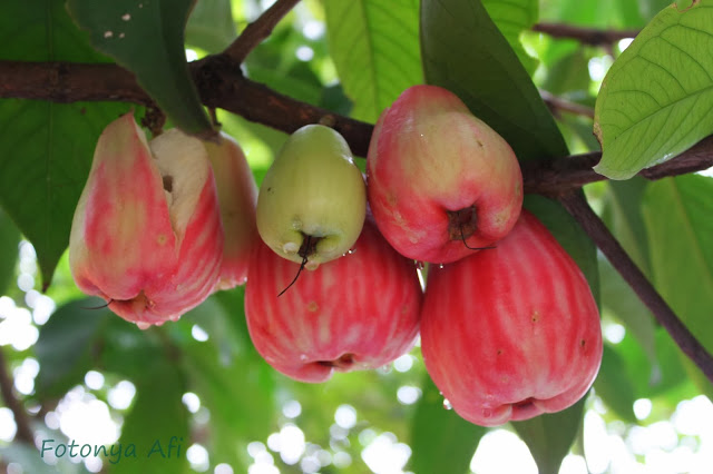 Foto Buah Jambu Bol Mantap