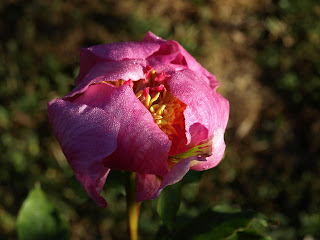 Peonía (Paeonia broteroi). Flor plegada