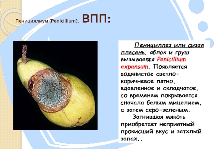 Пенициллёз плодов яблони и груши / Сизая плесневидная гниль / Сизая плесень (Penicillium spp.)