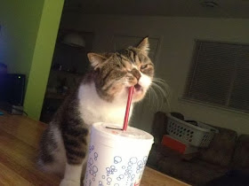 Funny cats - part 85 (40 pics + 10 gifs), cat bites a straw