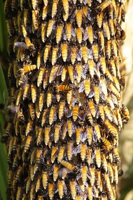 Bee Colony