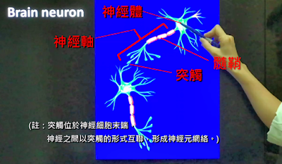 神經細胞構造介紹