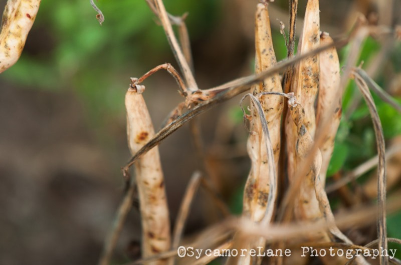 SycamoreLane Photography-Gardening-221