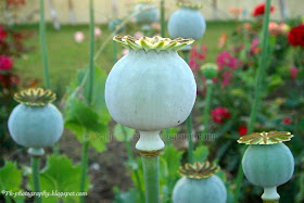 Opium Poppy Seed Pods