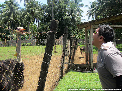 camiguin,ostrich,farm,philippine travel,philippine mapping,schadow1 expeditions,backpacking