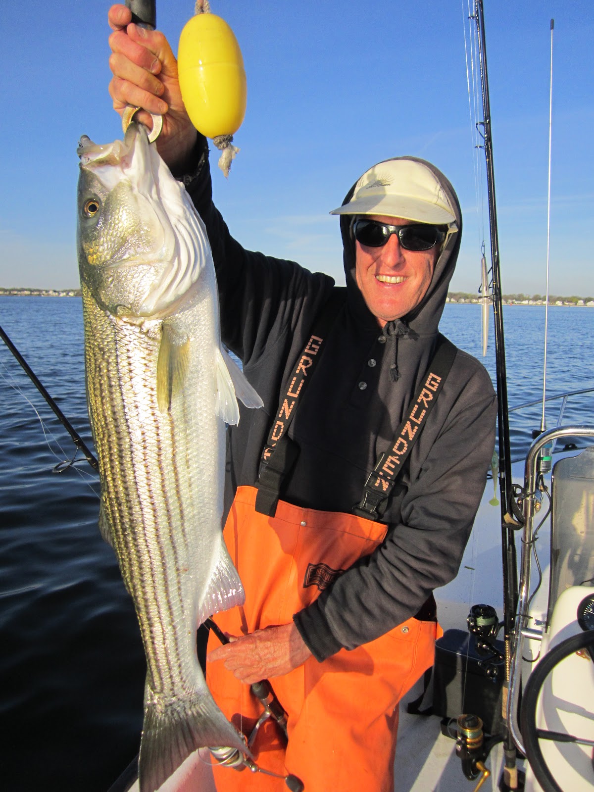 Rhode Island Striped Bass: Boat Fishing in Bay Very Hot