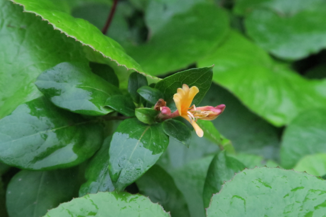 Gold coloured Honeysuckle flower in the rain