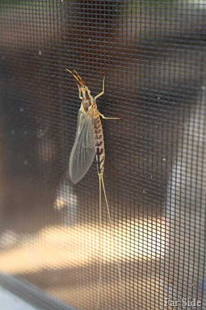 Mayfly