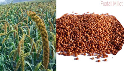 Foxtail millet,কাউন