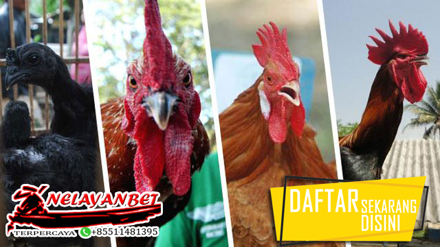 Agen Judi Sabung Ayam Online Paling Populer dan Laris di Indonesia