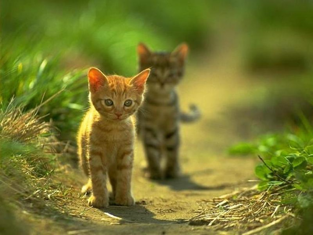 20 Gambar Kucing Dan Anak Kucing Lucu