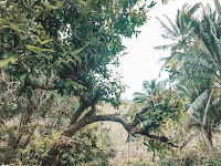 Sungai maroon Pacitan amazonnya Indonesia