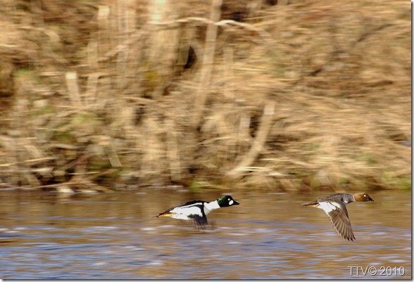 huhtikuu 19-20.2010 034