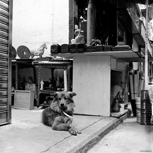 macau_antique_dog