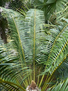 Cycas sp. Cycas non identifié - Sagou - Sagoutier