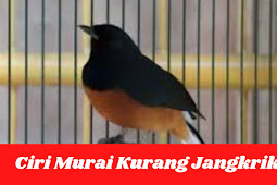 Ciri Murai Kurang Jangkrik