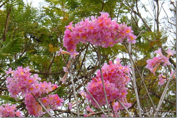 2013台南新營百花祭