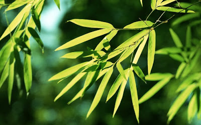 bamboo tree