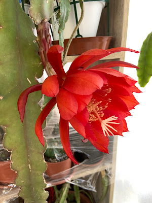 Caring for Your Epiphyllum Plants. A Guide to Blooming Success