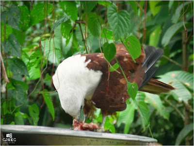 The Philippine Eagle