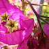 Bougainvillea flowers