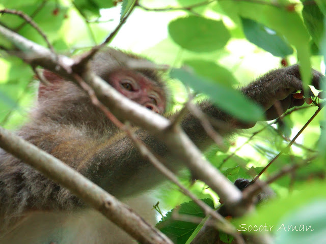 Macaca fuscata