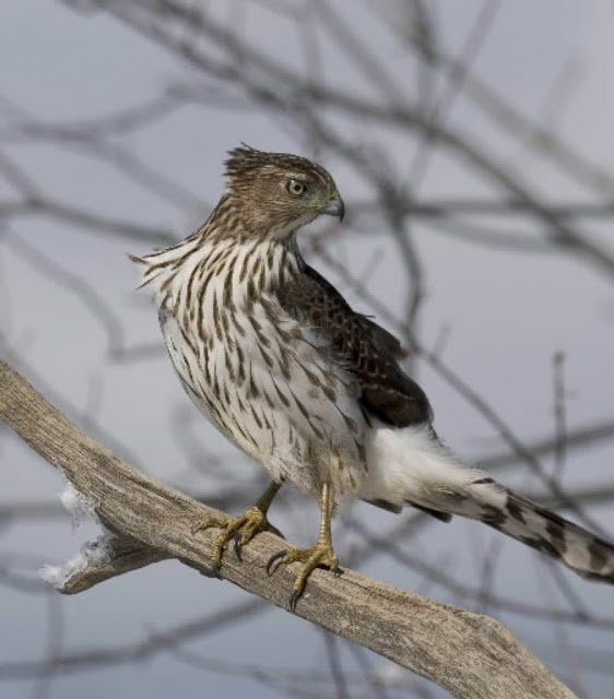 Backyard Bird