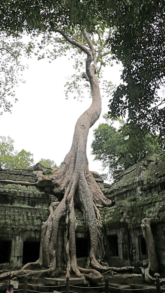 Tree of Angkor Wat Temple,