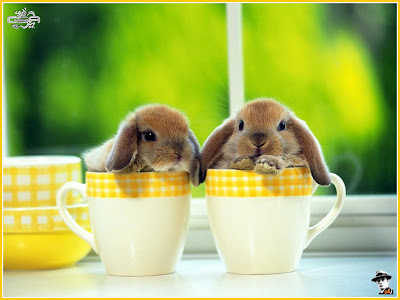 cute bunnies