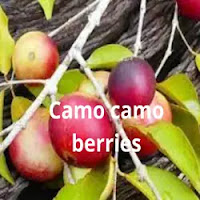 Camo camo berries. superfoods