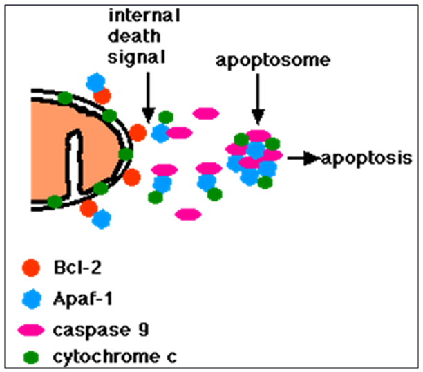 Mekanisme intrinsic pathway picu apoptosis
