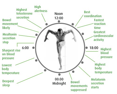 Knowing The Human Body's Biological Clock