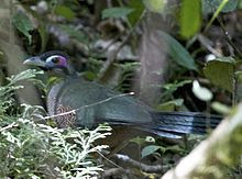Tokhtor Sumatera (Carpococcyx viridis)
