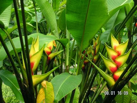 Koleksi Tanaman Hias: Pisang-pisangan