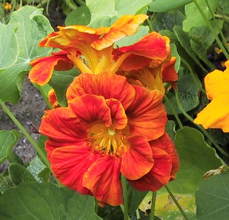 Edible Flowers