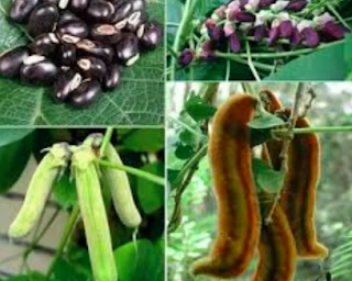 Mauritius Velvet Bean
