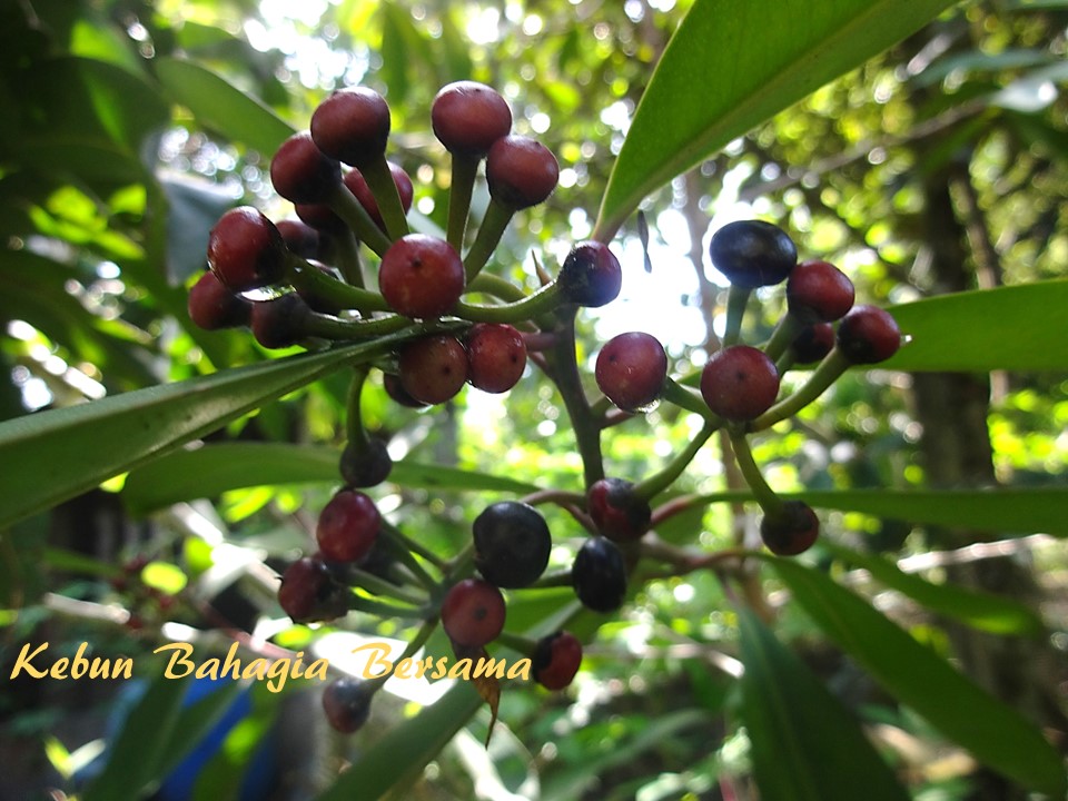 Kebun Bahagia Bersama: Pucuk Mata Pelanduk