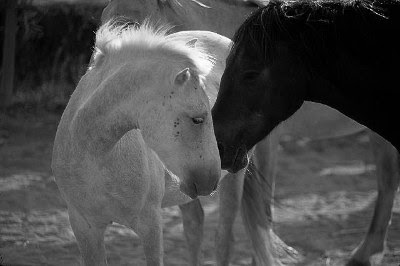 ljubavne slike konji