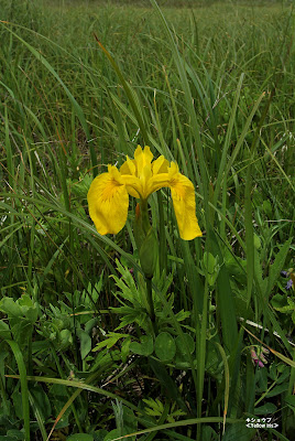 キショウブ ≪Yellow iris≫