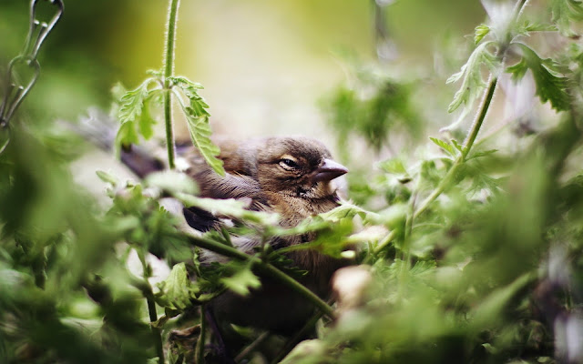 Awesome Nest Bird Wallpaper