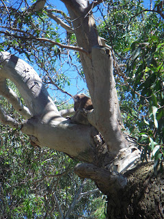 Sleepy Koala in a tree by the Great Ocean Road, Australia