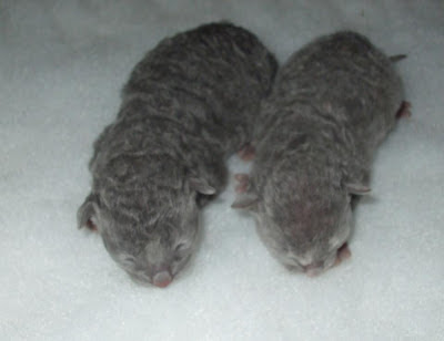 Cornish Rex 2 days old