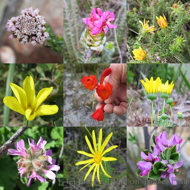 Flowers at Silvermine in August