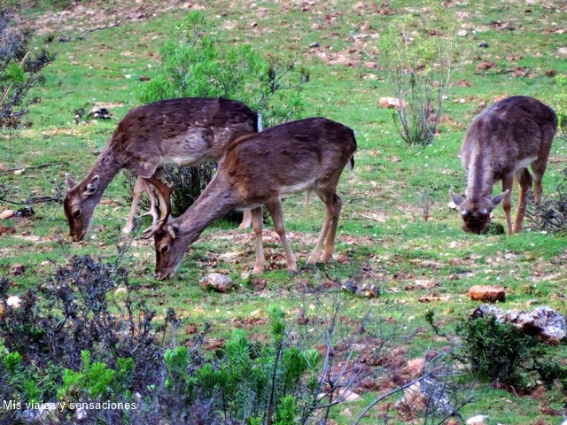 Parque Cinegético el Collado del Almendral, Parque Natural de la Sierra de Cazorla, Andalucía