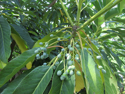 Frutti Immaturi Daphniphyllum macropodum