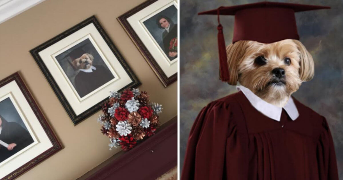 This Cute Dog Proves That Pets Are Parts Of The Family By Getting His Own Graduation Picture