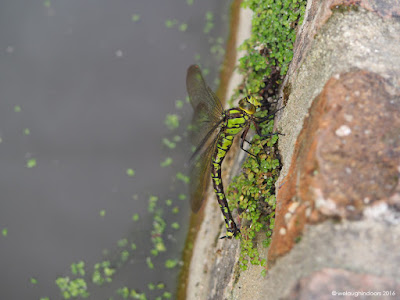 Southern Hawker Dragonfly laying eggs Aeshna cyanea