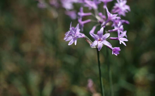 Society Garlic Flowers Pictures