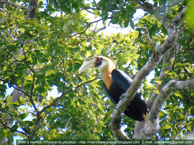 Blyth's hornbill in rainforest of West Papua